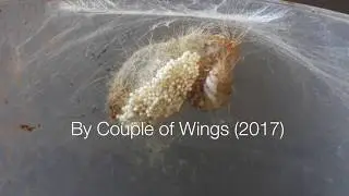Brief life of female Tussock Moth (Orgyia Postica)