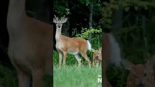 amazing #animals #lion #fox #panda #teddybear #viral #money #pig #duck #goat #trending #shortsvideo