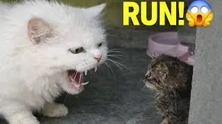 Angry cat smells Kitten Runs immediately from Hissing Angry Cat