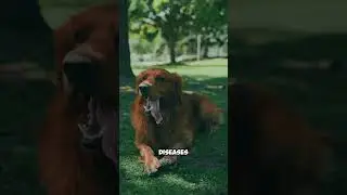 why dogs love bones