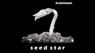 Seed Star - Scotchamo