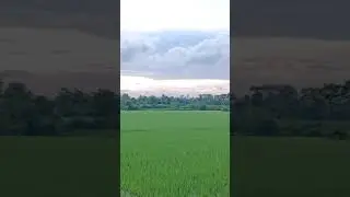 Paddy field Image in the evening on 19.08.25 #agriculture#shorts