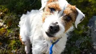 El Parson Russell Terrier 🐶 #parsonrussell #perros #senderismo