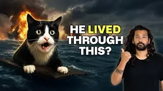 A Cat Survived THREE Shipwrecks during World War II