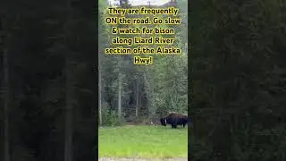 Bison on the Alaska Highway! | Liard River Region #alaskahwy #bison #buffalo