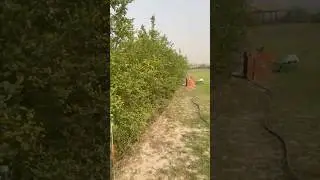 High density lemon farming