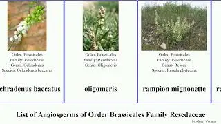 List of Angiosperms of Order Brassicales Family Resedaceae mignonette garden weld glauca pygmaea