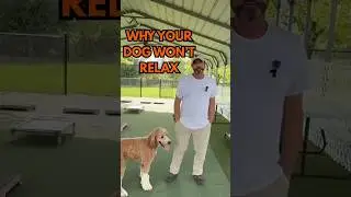 How to Calm Hyper Dog: Calm Leadership for a Relaxed Pup!