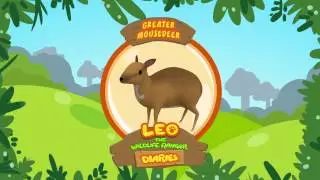 Greater Mouse-Deer - Leo The Wildlife Ranger Animal Diaries | Animal Facts for Kids