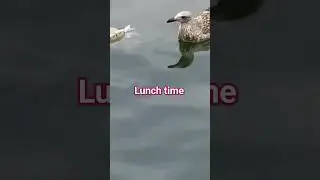 Baby seagull having lunch