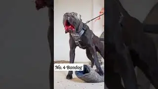 Top 6 Fearless And Muscular Dog Breeds In the World 🔥🔥 #shorts #viral #dog