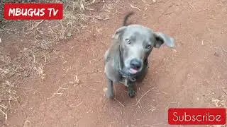 BLUE LACY DOG welcomes me....