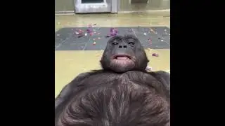 Happy Friday from happy Kanzi!! 🔊 on to hear bonobo laughter! 💛🤭#ApeInitiative #Kanzi #Bonobo #Gr