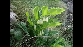 Garden Answer: 86 Species in Genus Polygonatum   Solomon's Seal