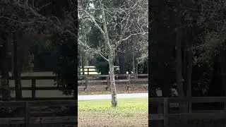 Fox Squirrel mating season!