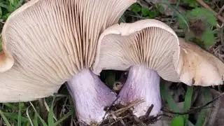 Lepista personata, mor bacak mantarı, mantar toplama, mantar t&uuml;rleri, mantar &ccedil;eşitleri .
