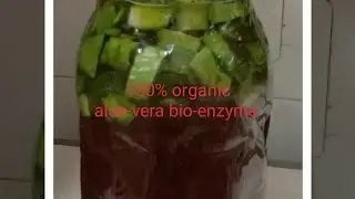 make your own organic bio-enzyme at home for your plants' good health