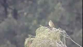 Cirl Bunting singing in the rain