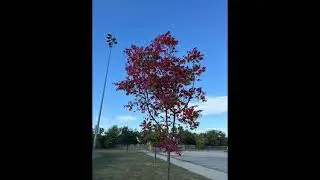 2025 fall colors trees in follow mound Texas lots of trees has turned red during fall Nov 26 2025