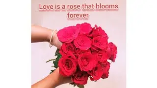 roses quotes for love | rose bouquet #shorts #short #bouquet #love #rose #lovequotes #quotes