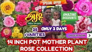 AADI OFFERS 14 inch POT MOTHER PLANT ROSE COLLECTION DIFFERENT VARIETIES COLOUR ROSE