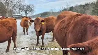 Winter Life on the Ranch: Wood Splitting & South Poll Cattle