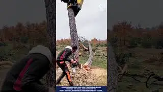 Excavator Tree Felling Machine Innovation for Controlled Tree Harvesting