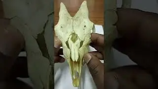 ANATOMY OF THE GOAT SKULL: INTRODUCTION