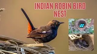 Indian Robin Bird Nest | Indian Robin Nesting Habits | Eggs, Incubation and Distribution