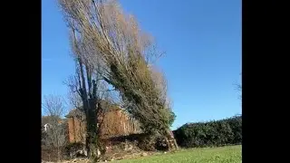 Dangerous monster Lombardy Poplar (populus nigra &ldquo;italica&rdquo;) @benellisarb