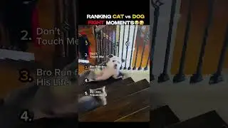 Ranking FUNNIEST CAT vs DOG Fight Moments That I Laugh So Hard! 😭😆