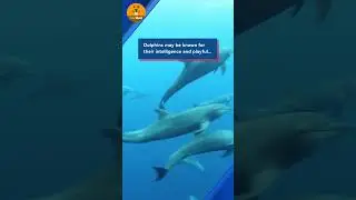 Playful dolphin mimics man doing cartwheels | Cute Animals