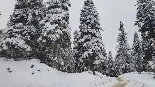 KAR MANZARALI YOLLARDA SADE BİR YOLCULUK❄️🚗 #karlıyollar #karmanzaraları #yolculuk #orman 
