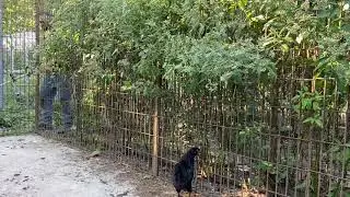Fall backyard chicken run clean up brush cutting with Husqvarna trimmer