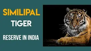 similipal tiger  reserve in India 🐯