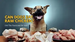 Can Dogs Eat Raw Chicken? - 🐶🍗