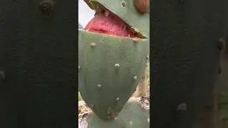 Amazing pink cactus fruit cutting || Agriculture technology #shorts