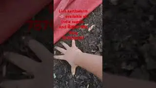 live earthworm 🪱 150kg vermi compost 10kg #trending  #organiccompost #agriculture #vermicompost