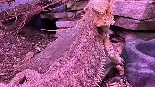 Think Twice Before Gifting Reptiles For Christmas!