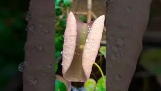 🪴Gardening || Plant 🪴🏡 Houseplant #homegardening #emotionalshorts #shorts #plant