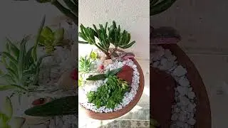 terr&aacute;rio mini jardim#suculentas #cactus