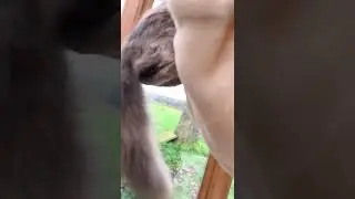 Maine Coon power! Cat jumps 4 feet vertically