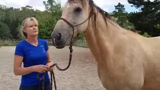 How to safely move around horses - Top Tips Tuesday