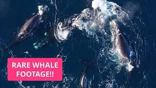 RARE footage of Southern Right Whales Mating in Western Australia!