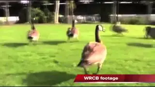 100 geese killed on Chattanooga State college campus