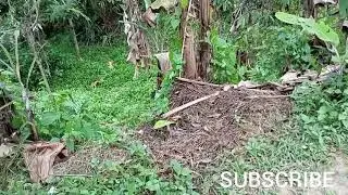 MEGA MUSTIKA KOLEKSI LAGU TERBAIK DANGDUT LAWAS Populer 😱😱