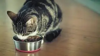 Brillliant Salmon Oil - cats and dogs