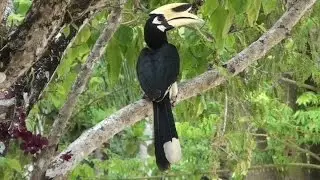 Thailand Koh Yao Noi Rhinoceros Hornbill Nashornvogel Anthracoceros albirostris Paradise