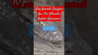 Why Komodo Dragons Are The Ultimate Reptile Warriors! #komododragons #education #learn #facts