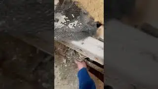ROTTEN Subfloor coming from UNSEALED SHOWER! |Black Mold EVERYWHERE |